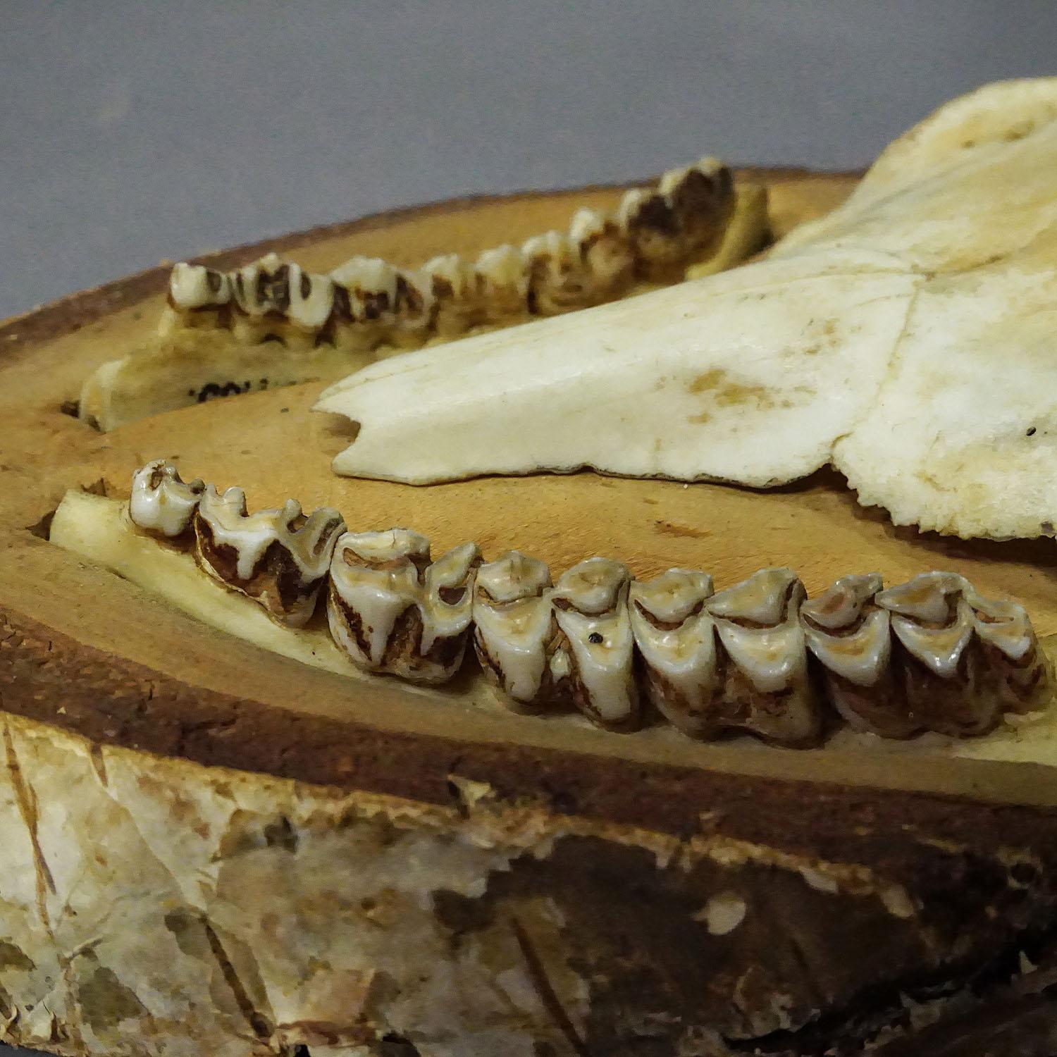 Antler Black Forest Red Deer Trophy on Birch Slice - 1935 For Sale