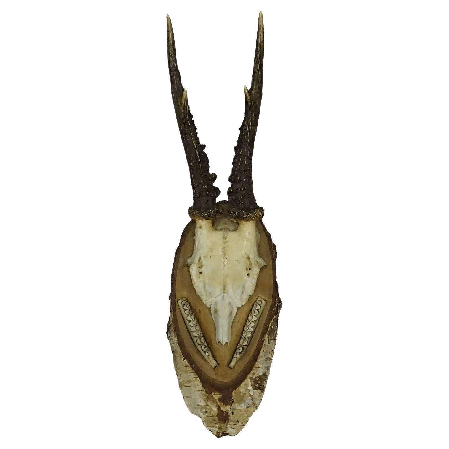 Black Forest Red Deer Trophy on Birch Slice - 1935 For Sale
