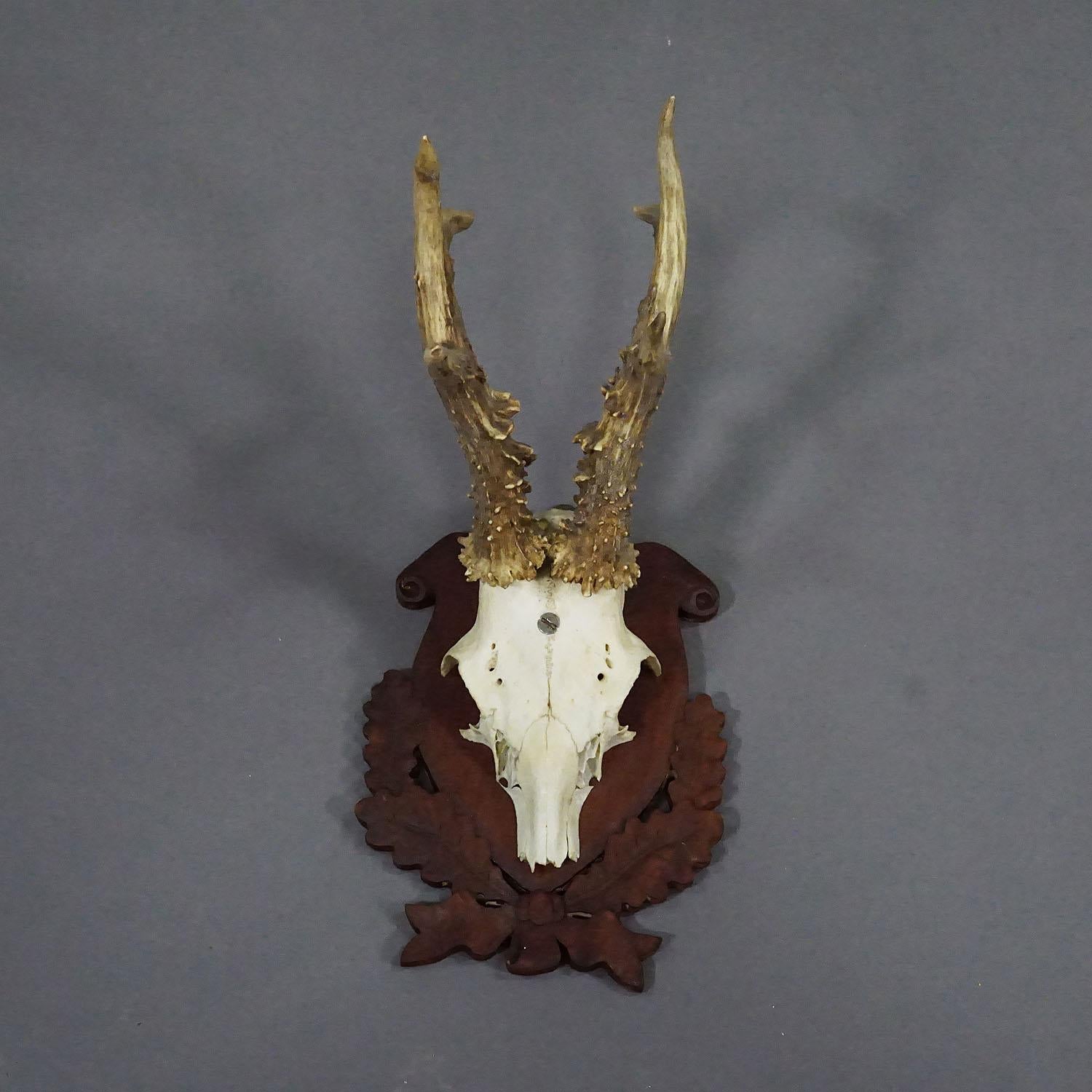 Black Forest Red Deer Trophy on Carved Plaque ca. 1950s

A vintage 6 pointer red deer (Cervus elaphus) trophy from the Black Forest mounted on a carved and stained plaque. The trophy was shot in around the 1950s.

Trophies are mementos from the