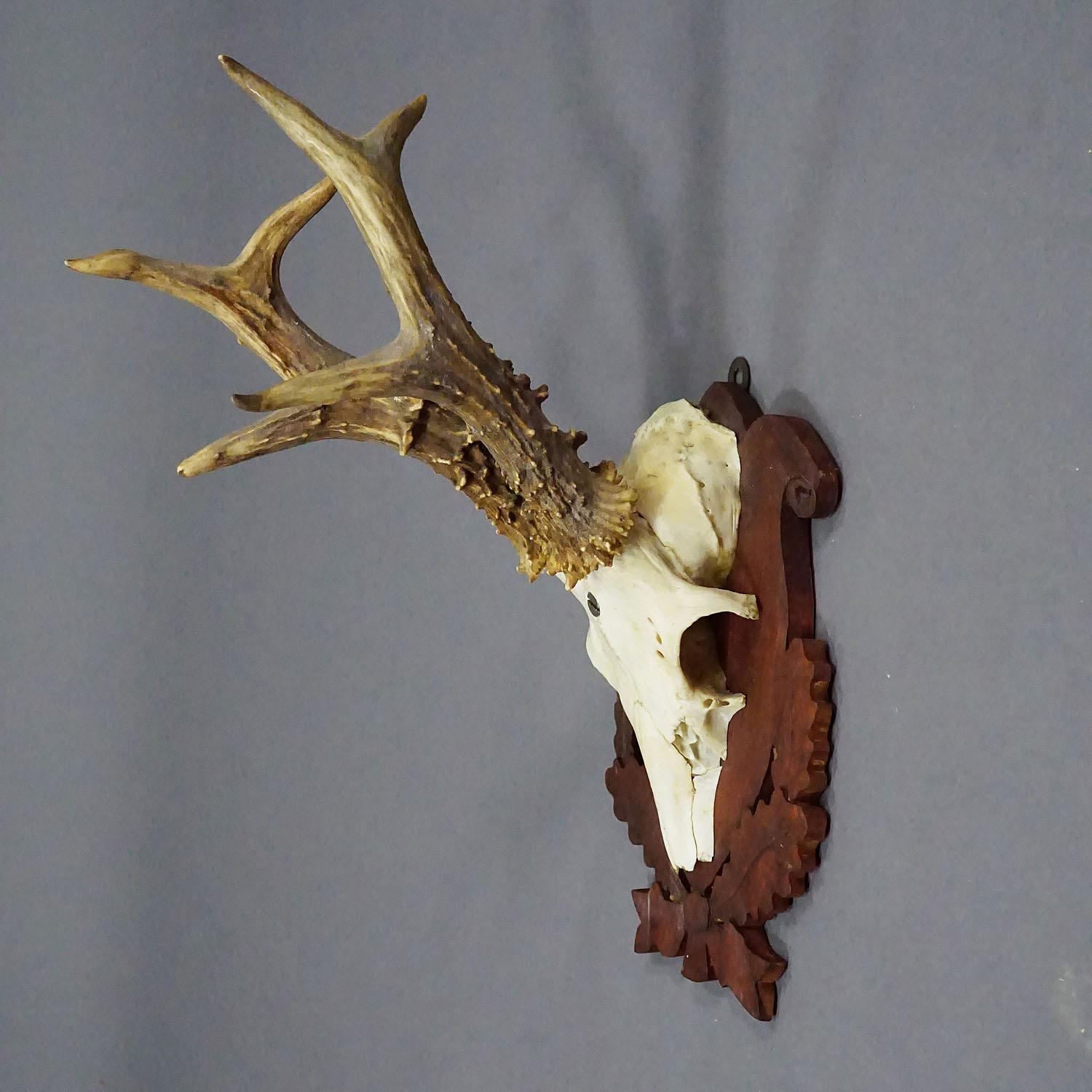 Rustic Black Forest Red Deer Trophy on Carved Plaque ca. 1950s For Sale