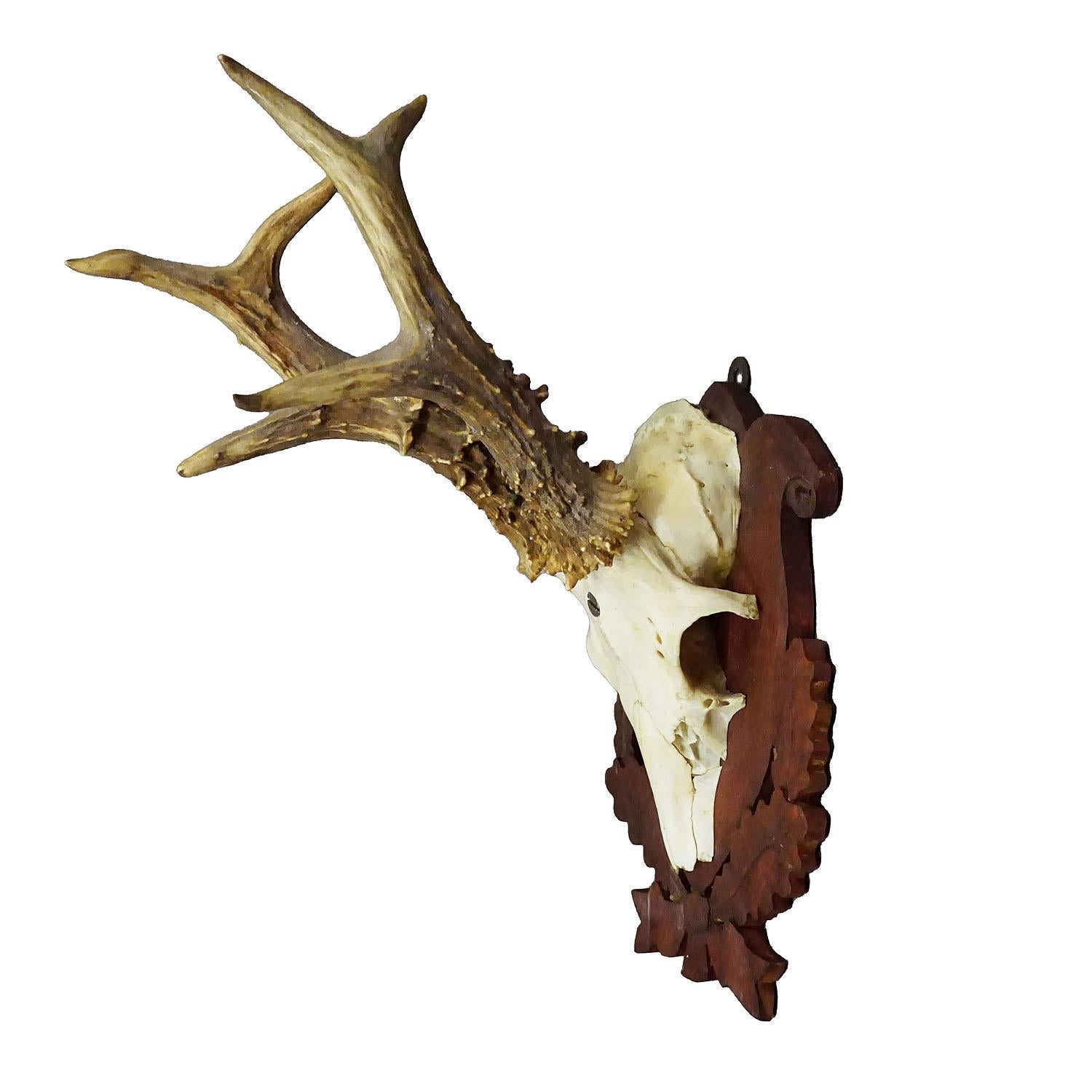 German Black Forest Red Deer Trophy on Carved Plaque ca. 1950s For Sale