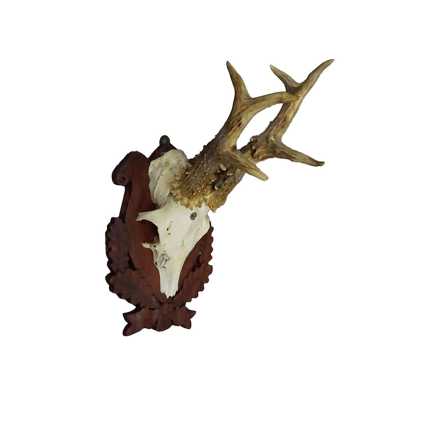 Antler Black Forest Red Deer Trophy on Carved Plaque ca. 1950s For Sale