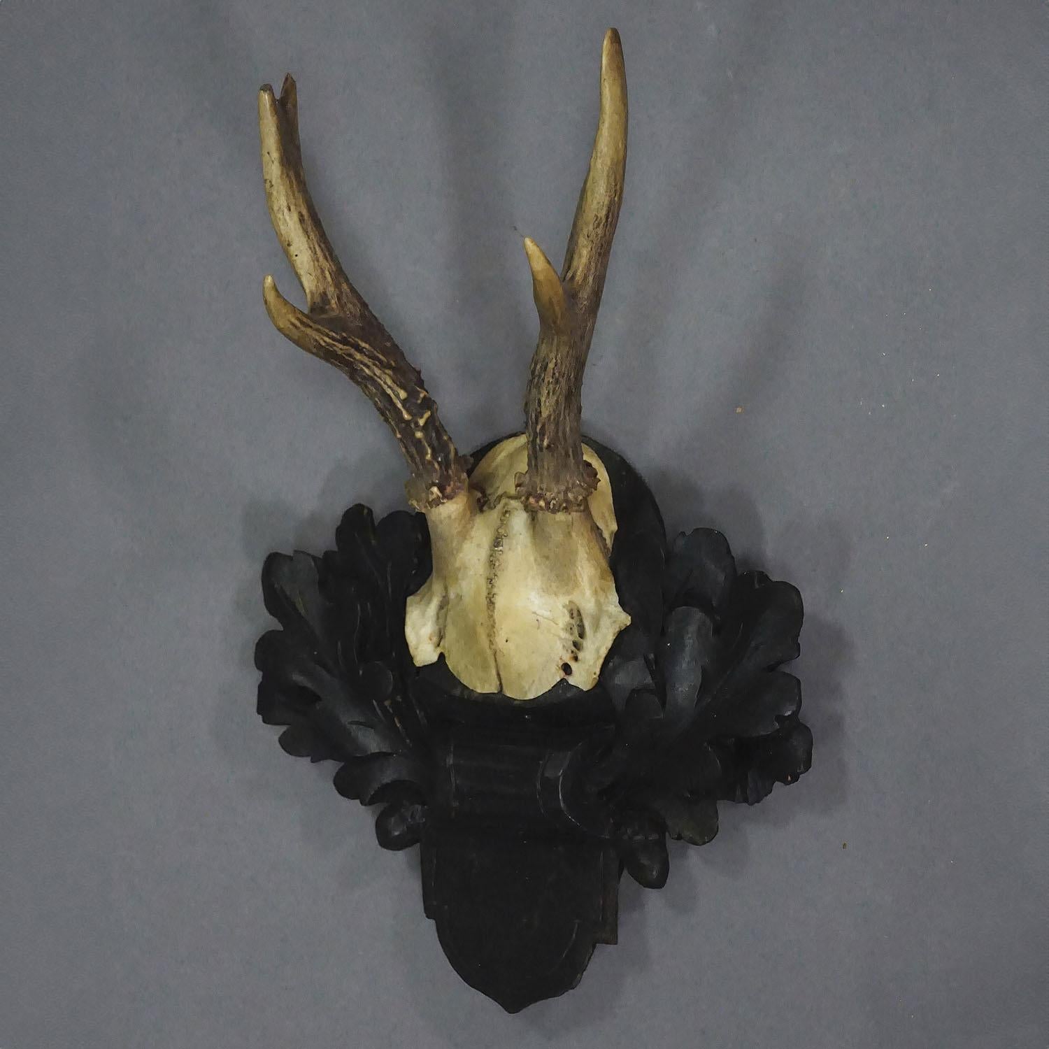 Black Forest Red Deer Trophy on Carved Plaque

An antique 5 pointer red deer (Cervus elaphus) trophy from the Black Forest mounted on a carved plaque with dark finish. The trophy was shot around the 1940s. 

Trophies are mementos from the hunted