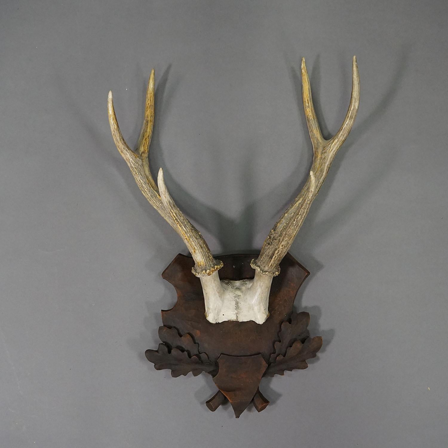 Black Forest Rotwild Trophäe auf geschnitzter Plakette - Deutschland

Eine große 6-Zeiger-Rothirschtrophäe (Cervus elaphus) aus dem Schwarzwald, montiert auf einer Holztafel mit geschnitztem Eichenlaub und brauner Beize. Die Trophäe wurde in den