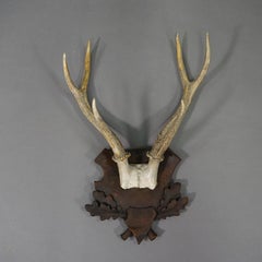 Black Forest Red Deer Trophy on Carved Plaque - Germany