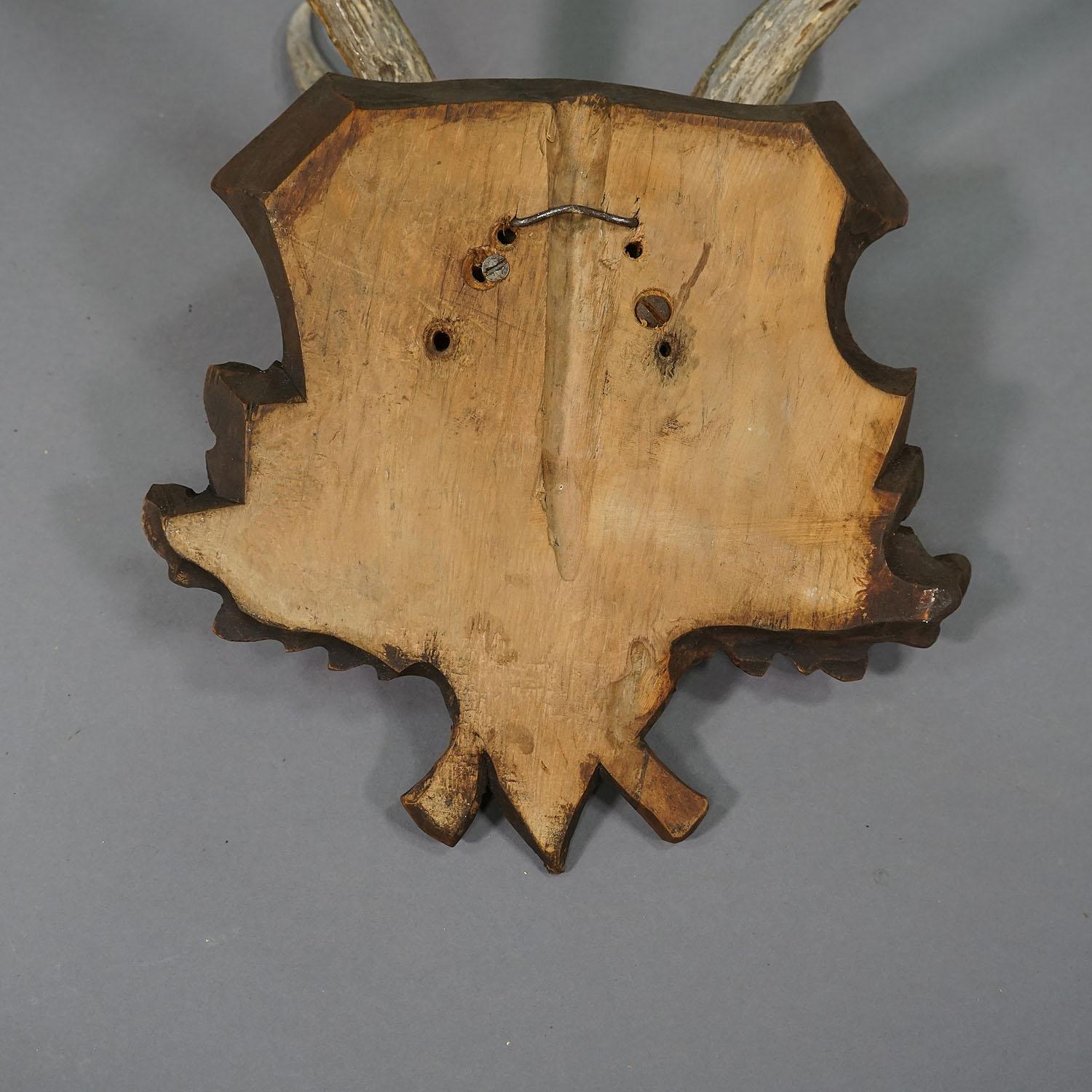 Black Forest Rotwild Trophäe auf geschnitzter Plakette - Deutschland (Geweih) im Angebot