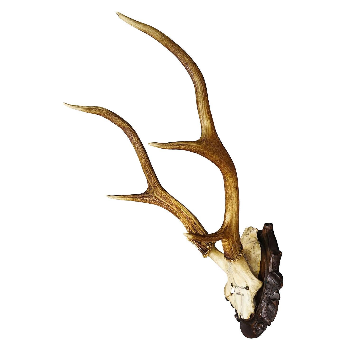 Black Forest Red Deer Trophy on Carved Wooden Plaque 1904
Item e7342
Antique trophy of a red deer (Cervus elaphus) from the Black Forest, hunted in 1904. The large antlers are mounted on a wood-carved plaque. There is a handwritten inscription on