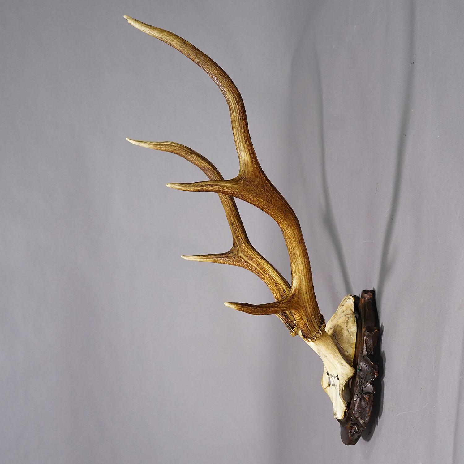 German Black Forest Red Deer Trophy on Carved Wooden Plaque 1904