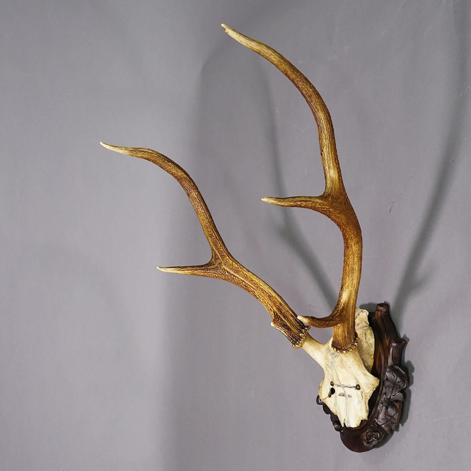 Black Forest Red Deer Trophy on Carved Wooden Plaque 1904 In Good Condition In Berghuelen, DE