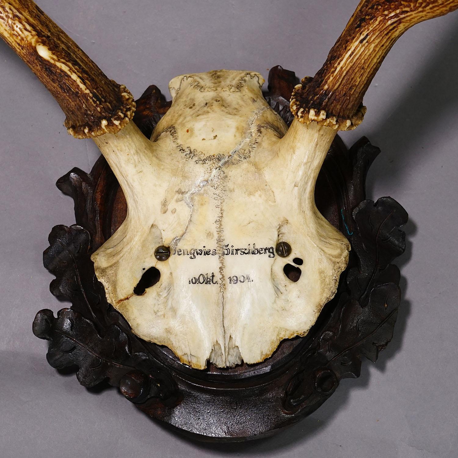 Antler Black Forest Red Deer Trophy on Carved Wooden Plaque 1904