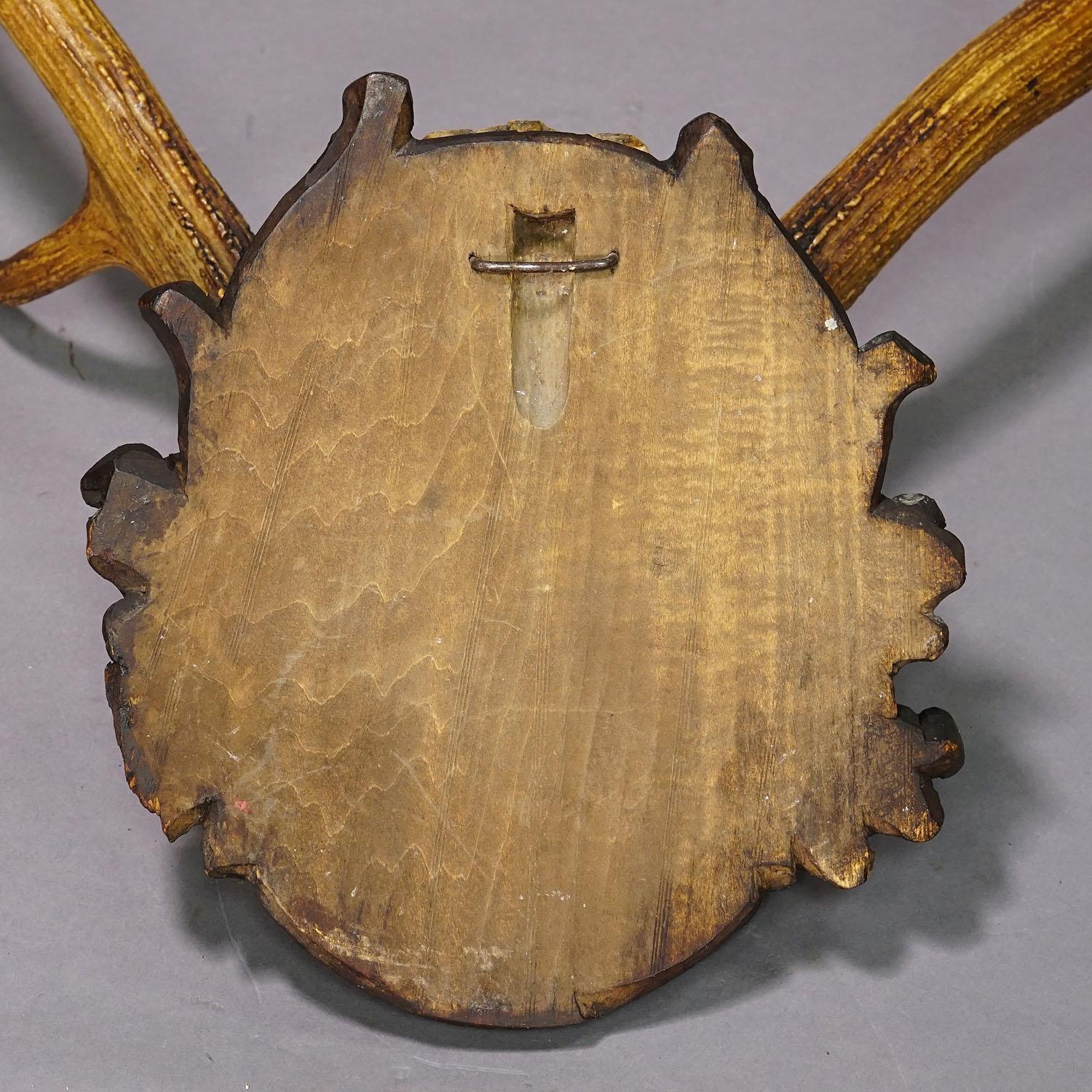 Black Forest Red Deer Trophy on Carved Wooden Plaque 1904 1