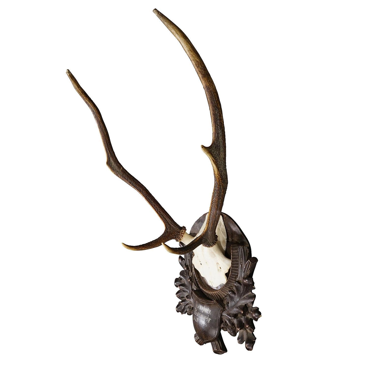 Black Forest Red Deer Trophy on Carved Wooden Plaque 1908

Antique trophy of a red deer (Cervus elaphus) from the Black Forest, hunted in 1908. The large antlers are mounted on a wood-carved plaque with a handwritten inscription stating the date and