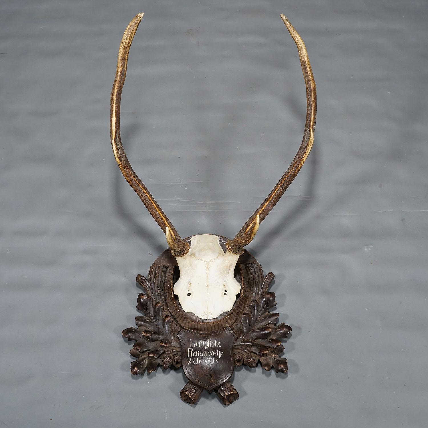 Black Forest Red Deer Trophy on Carved Wooden Plaque 1908 In Good Condition For Sale In Berghuelen, DE