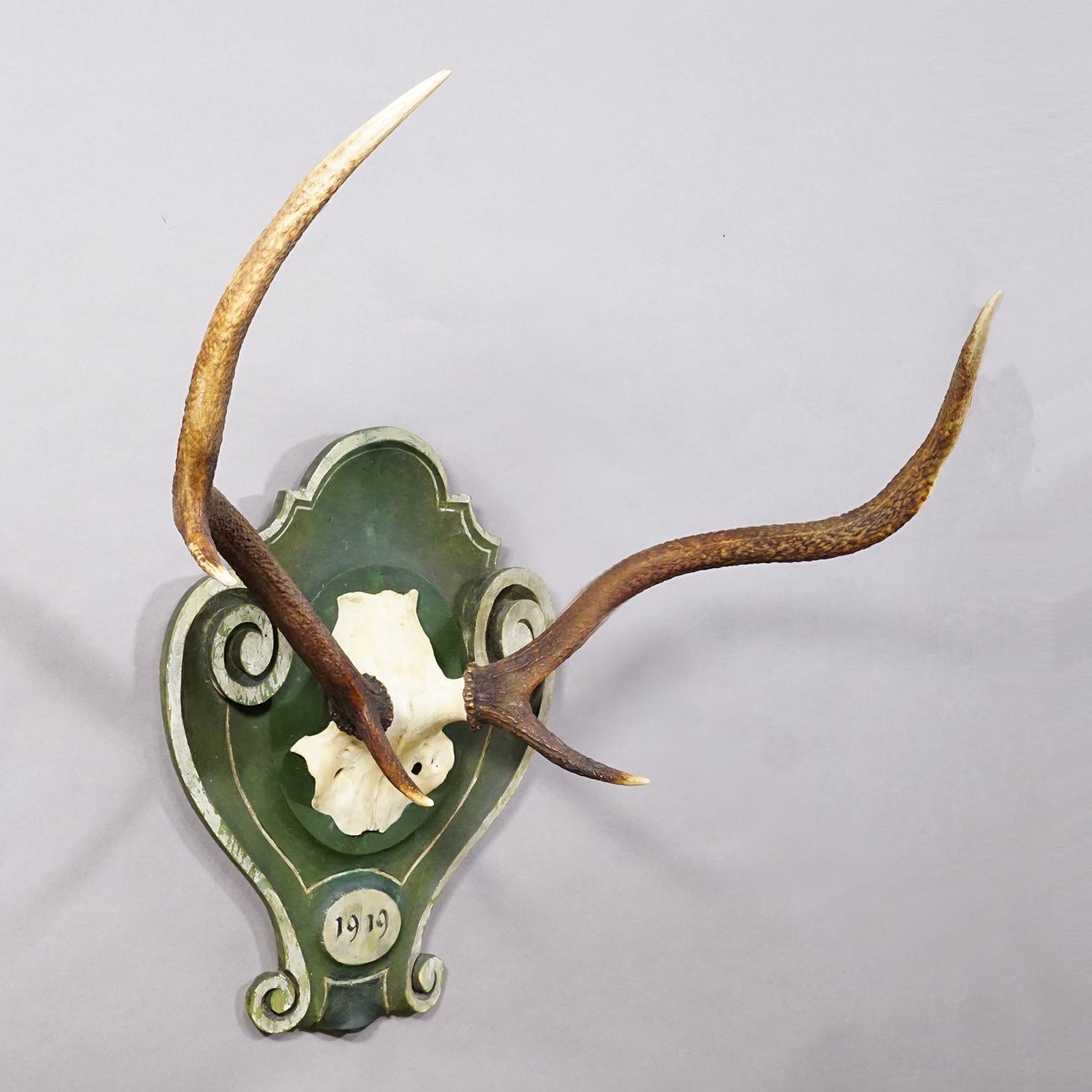 Trofeo Cervo Black Forest su placca di legno dipinta 1919

Un antico trofeo irregolare di cervo rosso a 6 punte (Cervus elaphus) proveniente dalla Black Forest. Il trofeo è stato girato nel 1919. Le grandi corna sono montate su una targa da parete