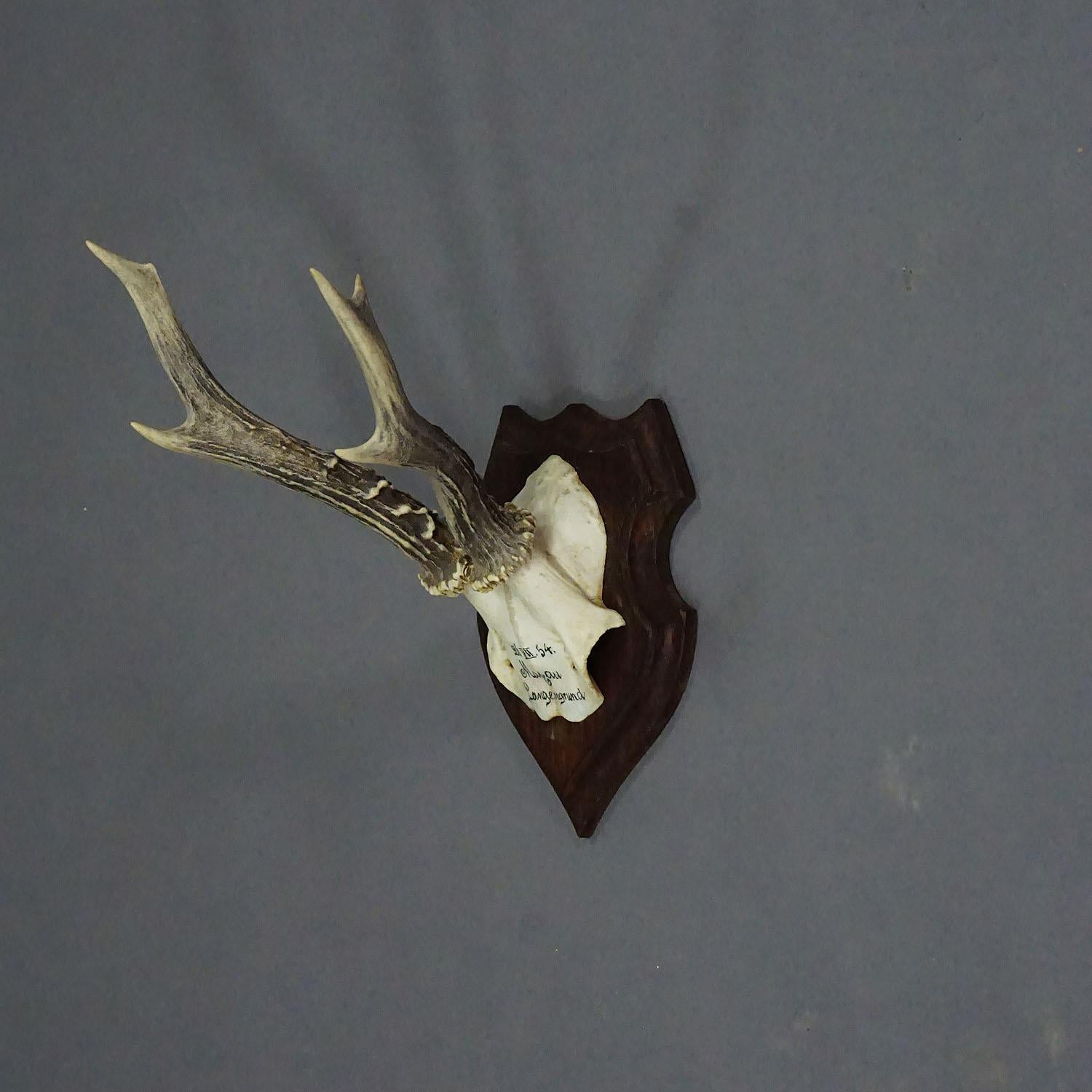 Black Forest Red Deer Trophy on Wooden Plaque 1954

A vintage 6 pointer red deer (Cervus elaphus) trophy from the Black Forest mounted on a wooden carved wall plaque. The trophy was shot in 1954. Handwritten inscription with date and place of the