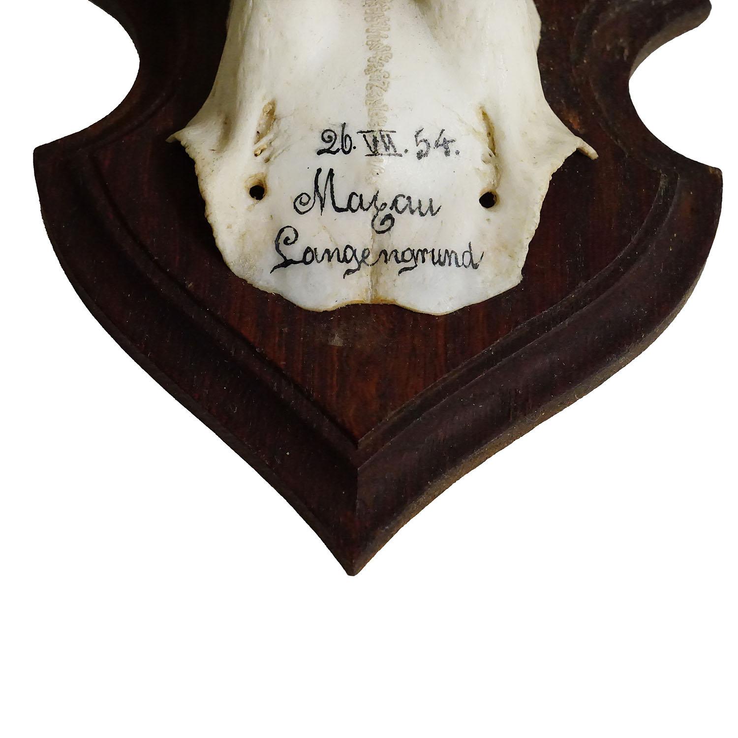 Rustic Black Forest Red Deer Trophy on Wooden Plaque 1954 For Sale