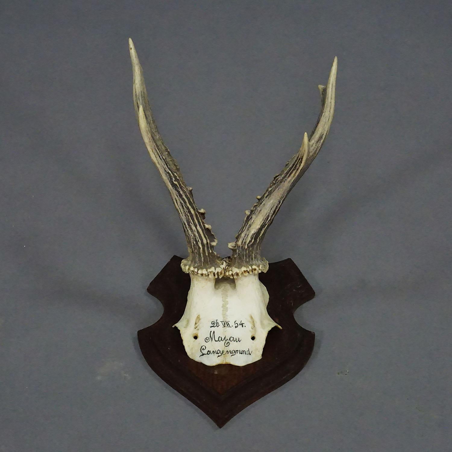 German Black Forest Red Deer Trophy on Wooden Plaque 1954 For Sale