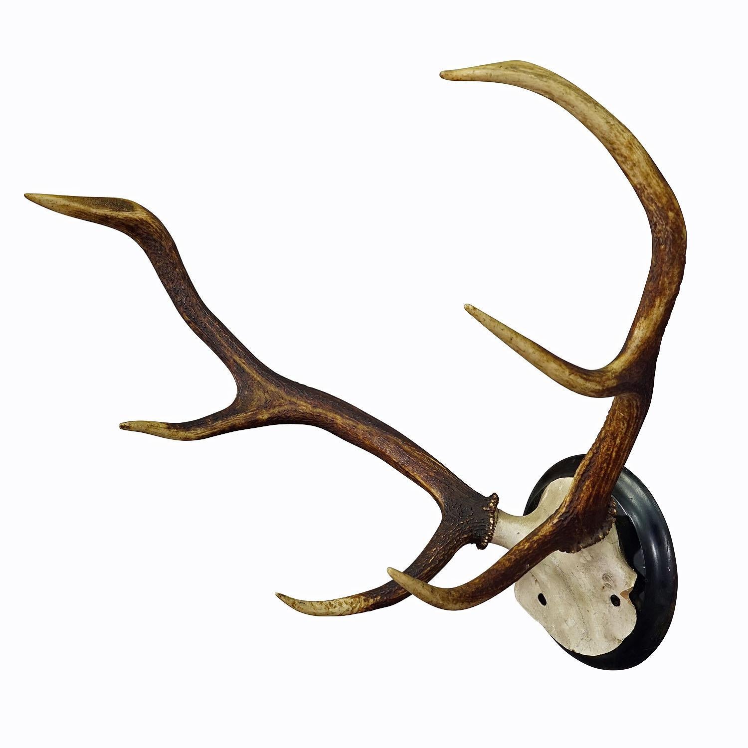 Black Forest Red Deer Trophy on Wooden Plaque ca. 1900s
Item e7349
An 6 pointer red deer (Cervus elaphus) trophy from the Black Forest. The trophy was shot around 1900. The large antlers are mounted on a carved wooden skull and a turned wall plaque