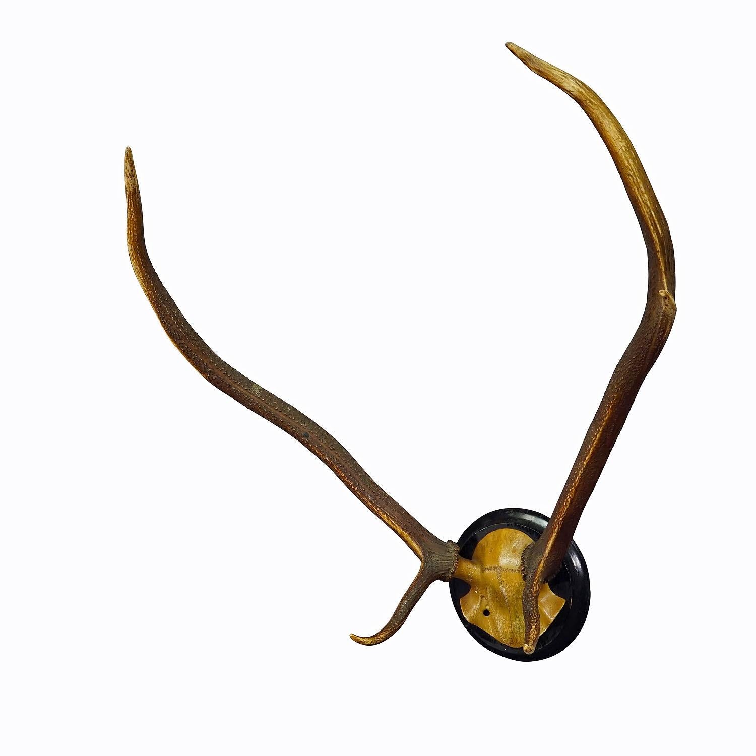 Black Forest Red Deer Trophy on Wooden Plaque ca. 1900s

An uneven 6 pointer red deer (Cervus elaphus) trophy from the Black Forest. The trophy was shot around 1900. The large antlers are mounted on a carved wooden skull and a turned wall plaque