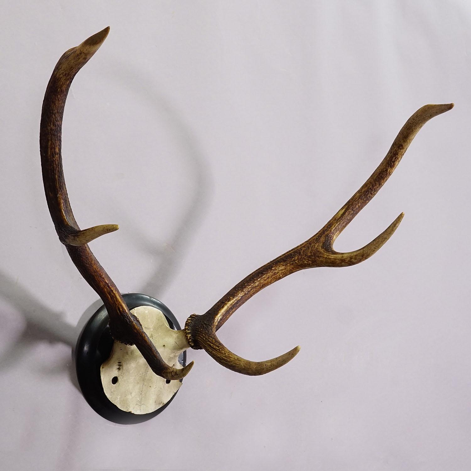 German Black Forest Red Deer Trophy on Wooden Plaque ca. 1900s
