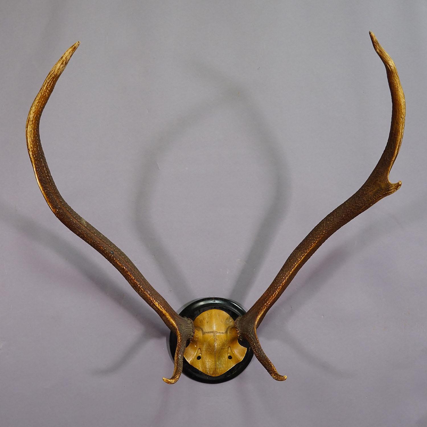 German Black Forest Red Deer Trophy on Wooden Plaque ca. 1900s For Sale