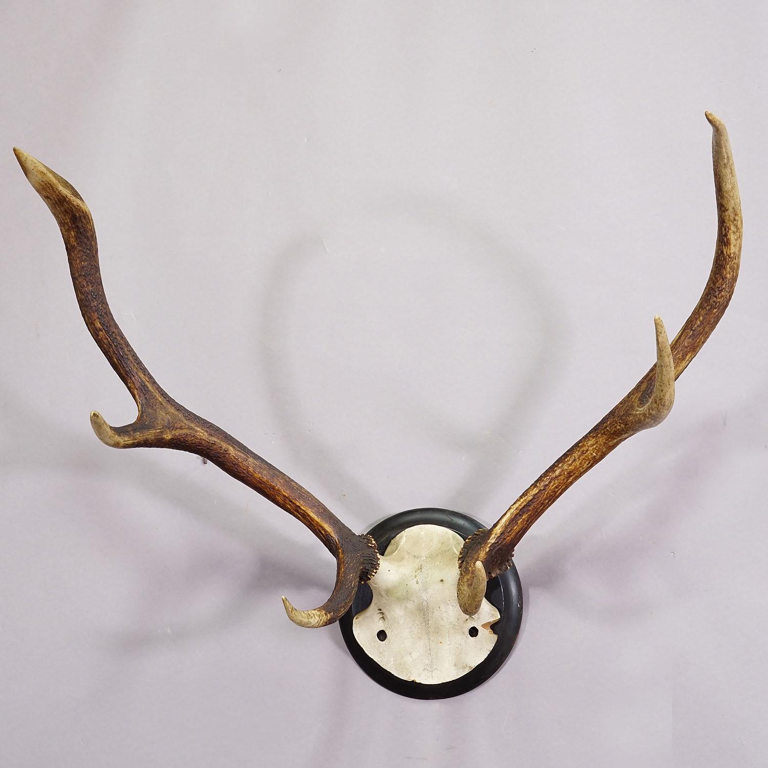 Hand-Carved Black Forest Red Deer Trophy on Wooden Plaque ca. 1900s