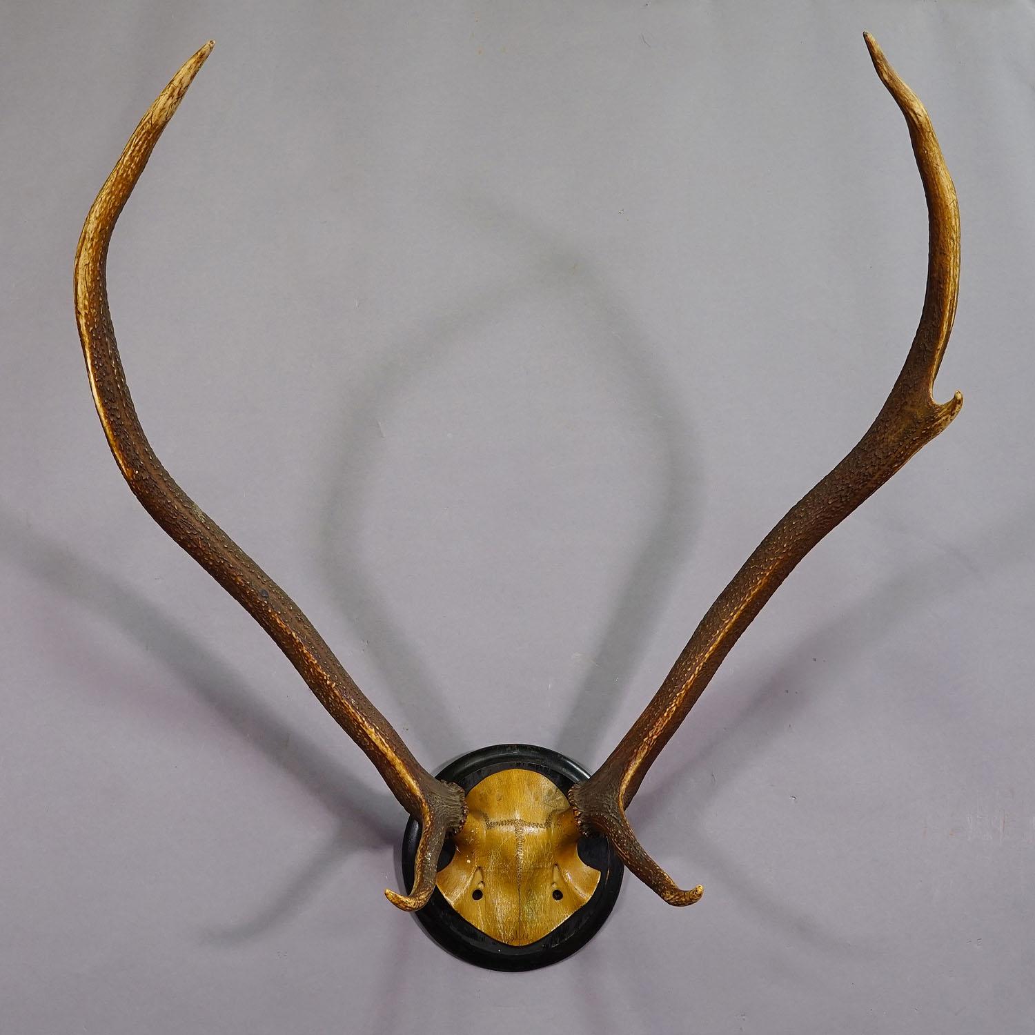 Turned Black Forest Red Deer Trophy on Wooden Plaque ca. 1900s For Sale