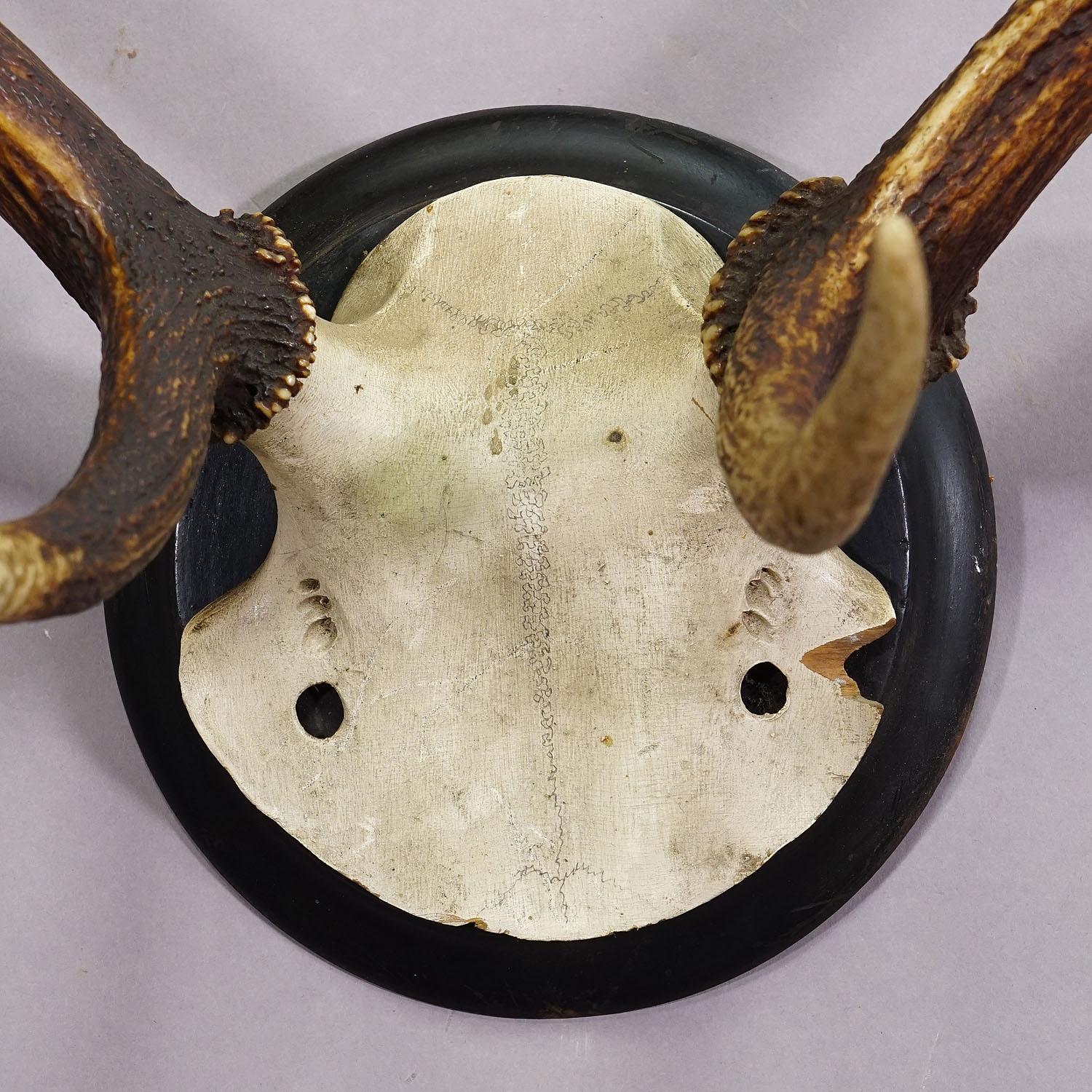 Black Forest Red Deer Trophy on Wooden Plaque ca. 1900s In Good Condition In Berghuelen, DE