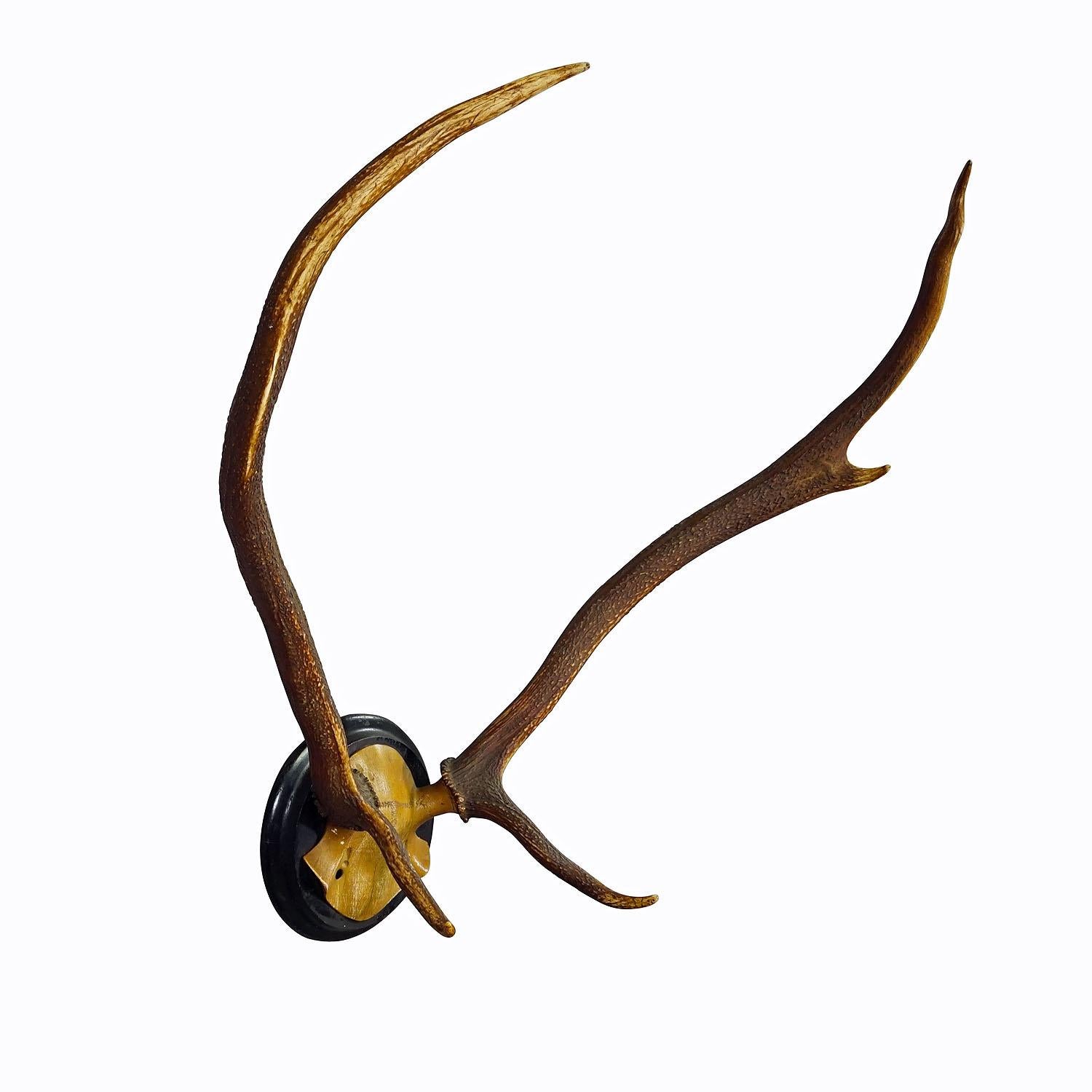 Black Forest Red Deer Trophy on Wooden Plaque ca. 1900s In Good Condition For Sale In Berghuelen, DE