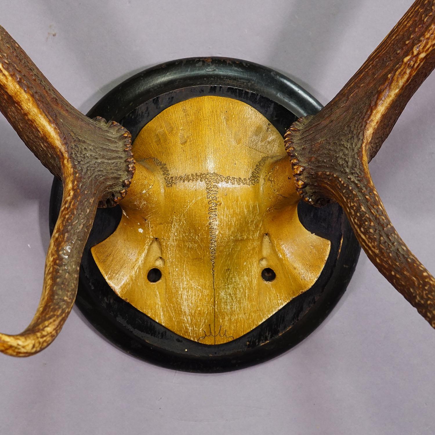 20th Century Black Forest Red Deer Trophy on Wooden Plaque ca. 1900s For Sale