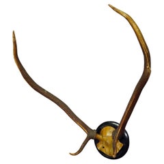Schwarzwälder Rothirsch-Trophäe auf Holztafel ca. 1900s