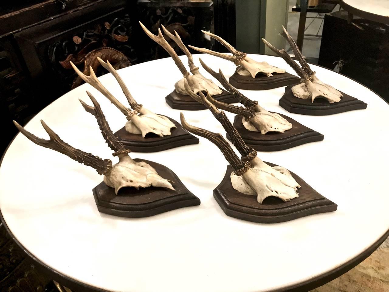 Antler Black Forest Roe Buck Mounts, Early 20th Century
