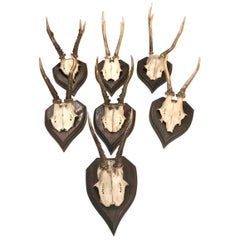 Black Forest Roe Buck Mounts, Early 20th Century