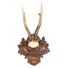 Black Forest Rehgeweih Jagdtrophäe 1929 Mount