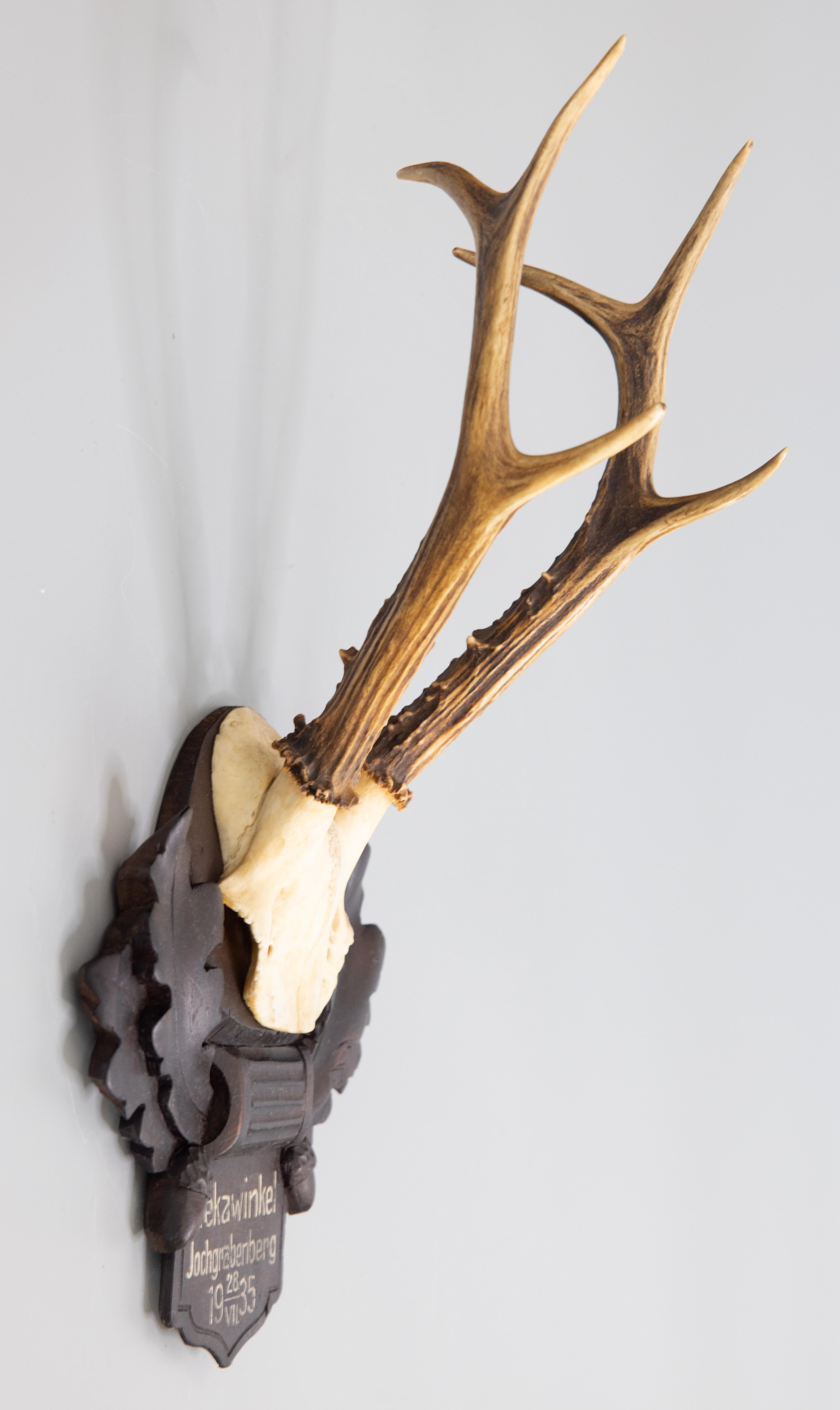A fine vintage roe deer antler horns hunting trophy on a carved black forest plaque, dated 1935. The plaque is hand carved with oak leaves and acorns and was found in an old hunting lodge in Germany. It's perfect for a study and would make a great