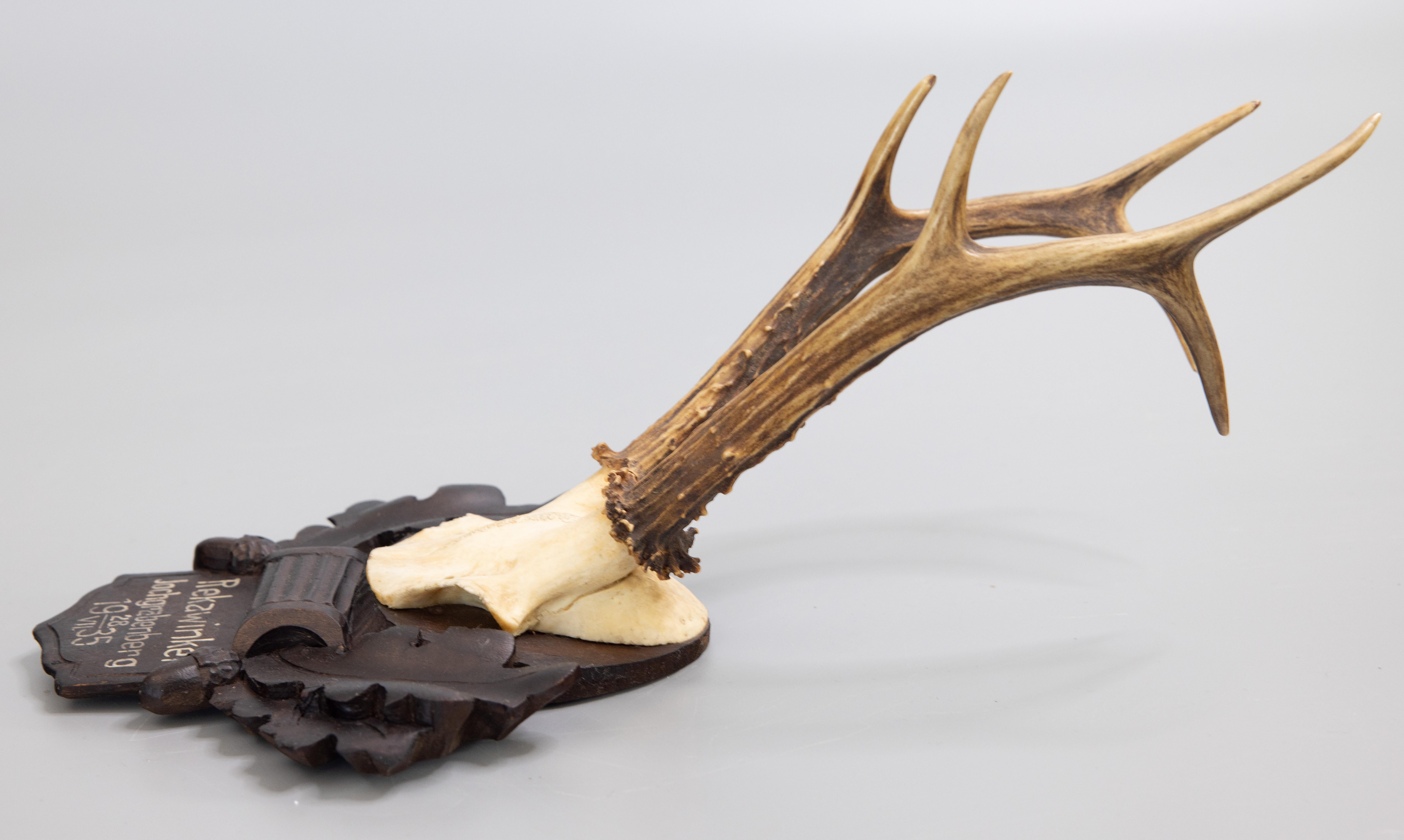 Early 20th Century Black Forest Roe Deer Antlers Hunting Trophy Mount, 1935