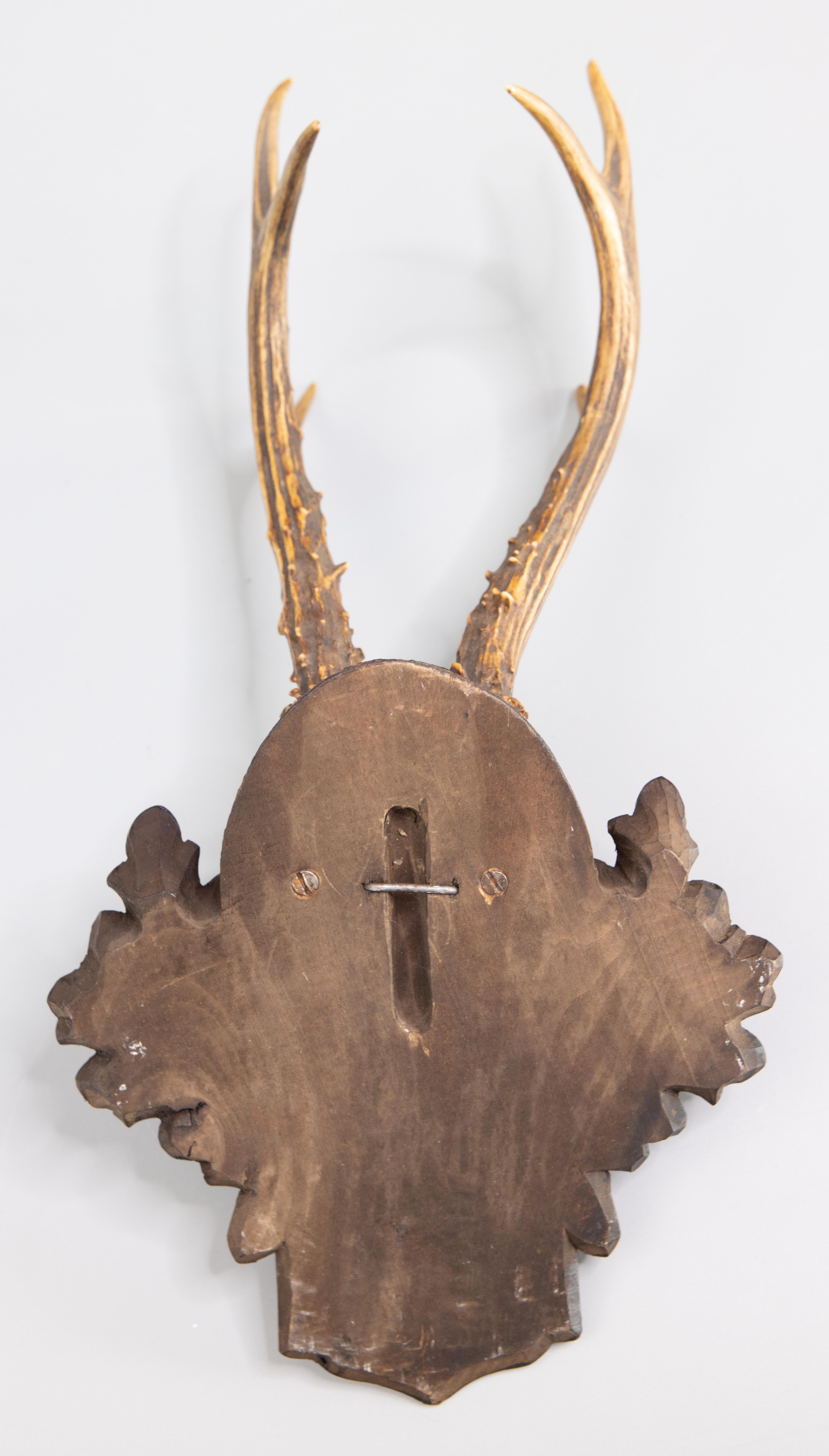 Horn Black Forest Roe Deer Antlers Hunting Trophy Mount, 1935