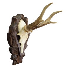 Black Forest Roe Deer Trophy on Carved Plaque, Germany ca. 1960s