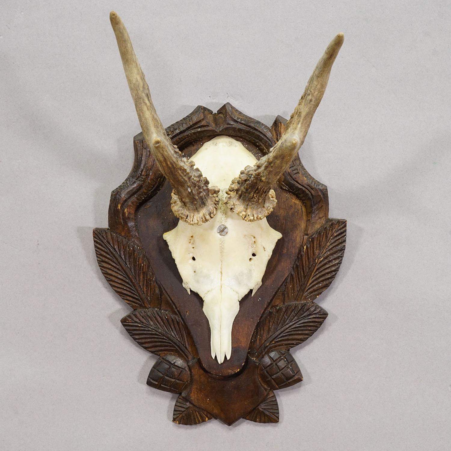 Schwarzwälder Reh-Trophäe auf geschnitzter Plakette, Deutschland ca. 1960er Jahre (Schwarzwald) im Angebot