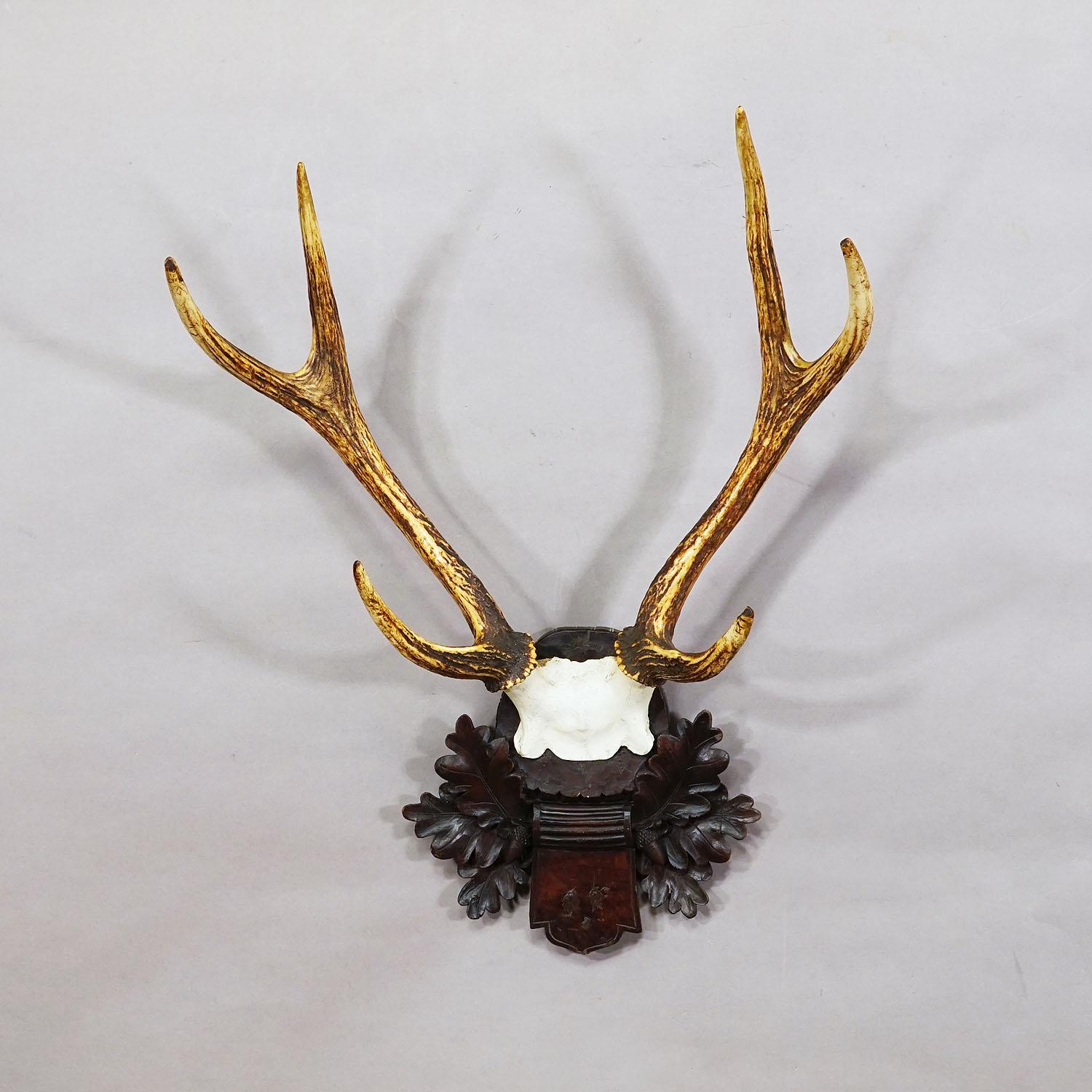 German Black Forest Siberian Deer Trophy on Carved Wooden Plaque 1900s For Sale
