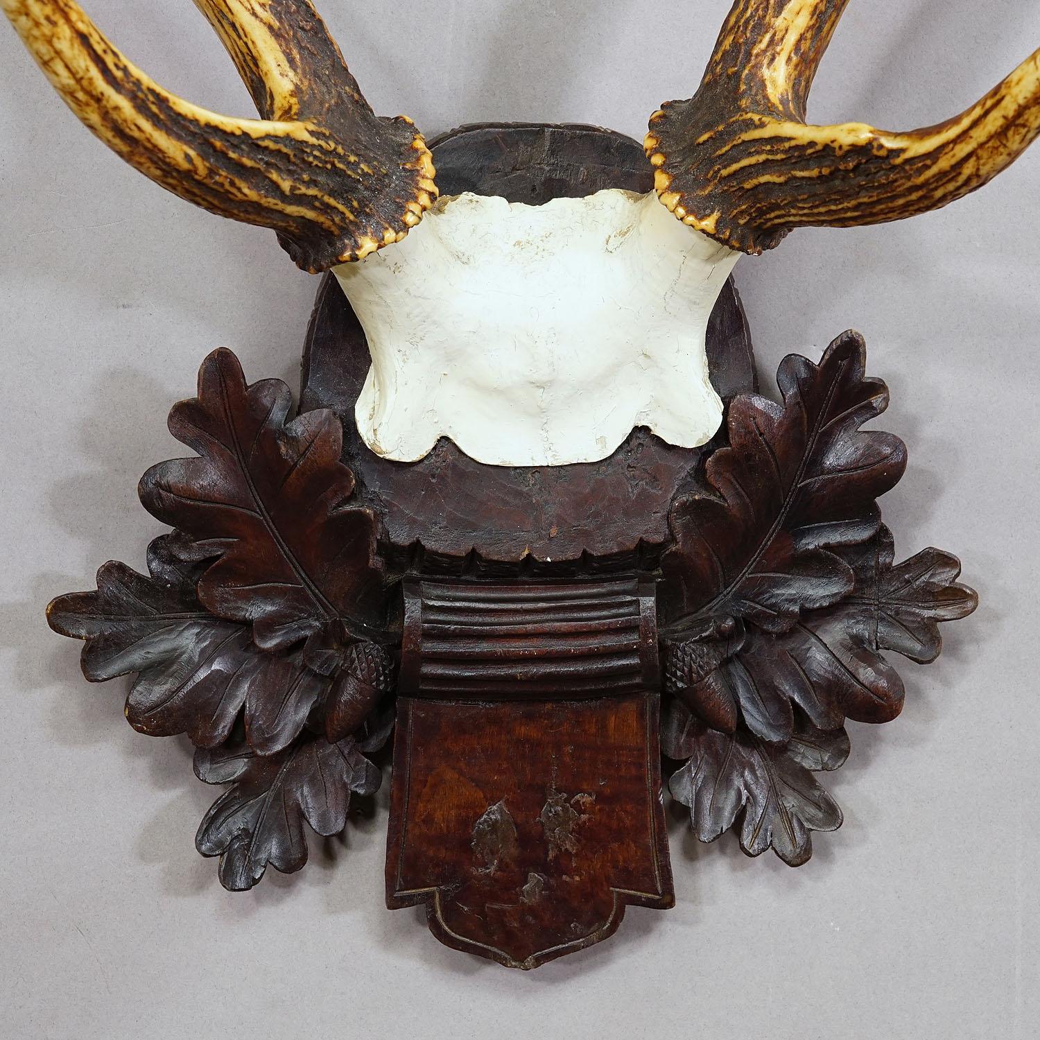 20th Century Black Forest Siberian Deer Trophy on Carved Wooden Plaque 1900s For Sale