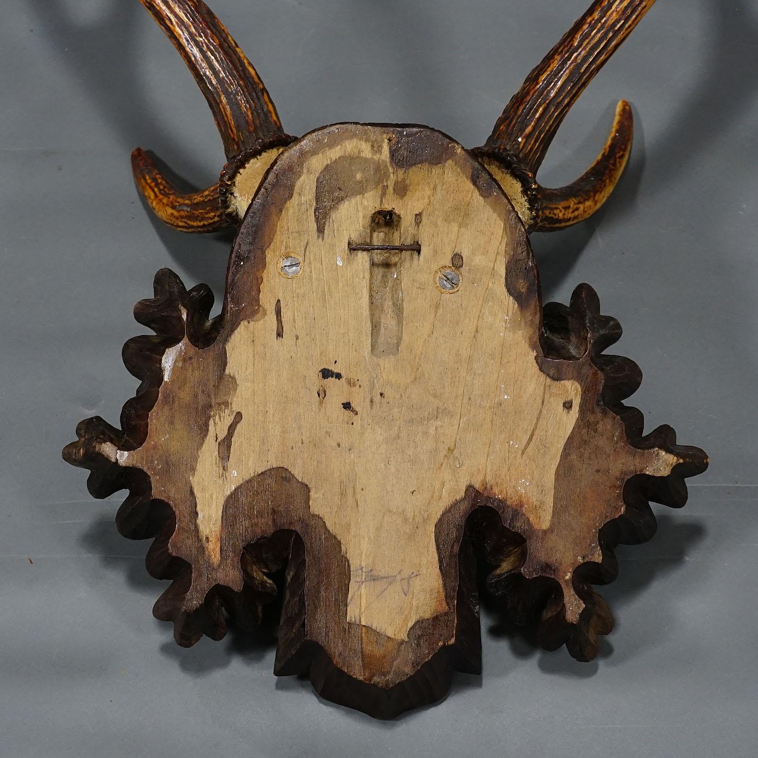 Antler Black Forest Siberian Deer Trophy on Carved Wooden Plaque 1900s For Sale