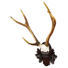 Black Forest Siberian Deer Trophy on Carved Wooden Plaque 1900s