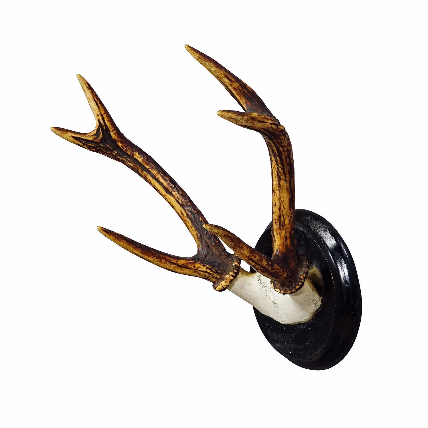 Black Forest Sika Deer Trophy on Wooden Plaque - Germany ca. 1900s

An antique 6 pointer sika deer (Cervus nippon) trophy from the Black Forest. The trophy was shot around 1900. The antlers are mounted on a turned wooden wall plaque with black