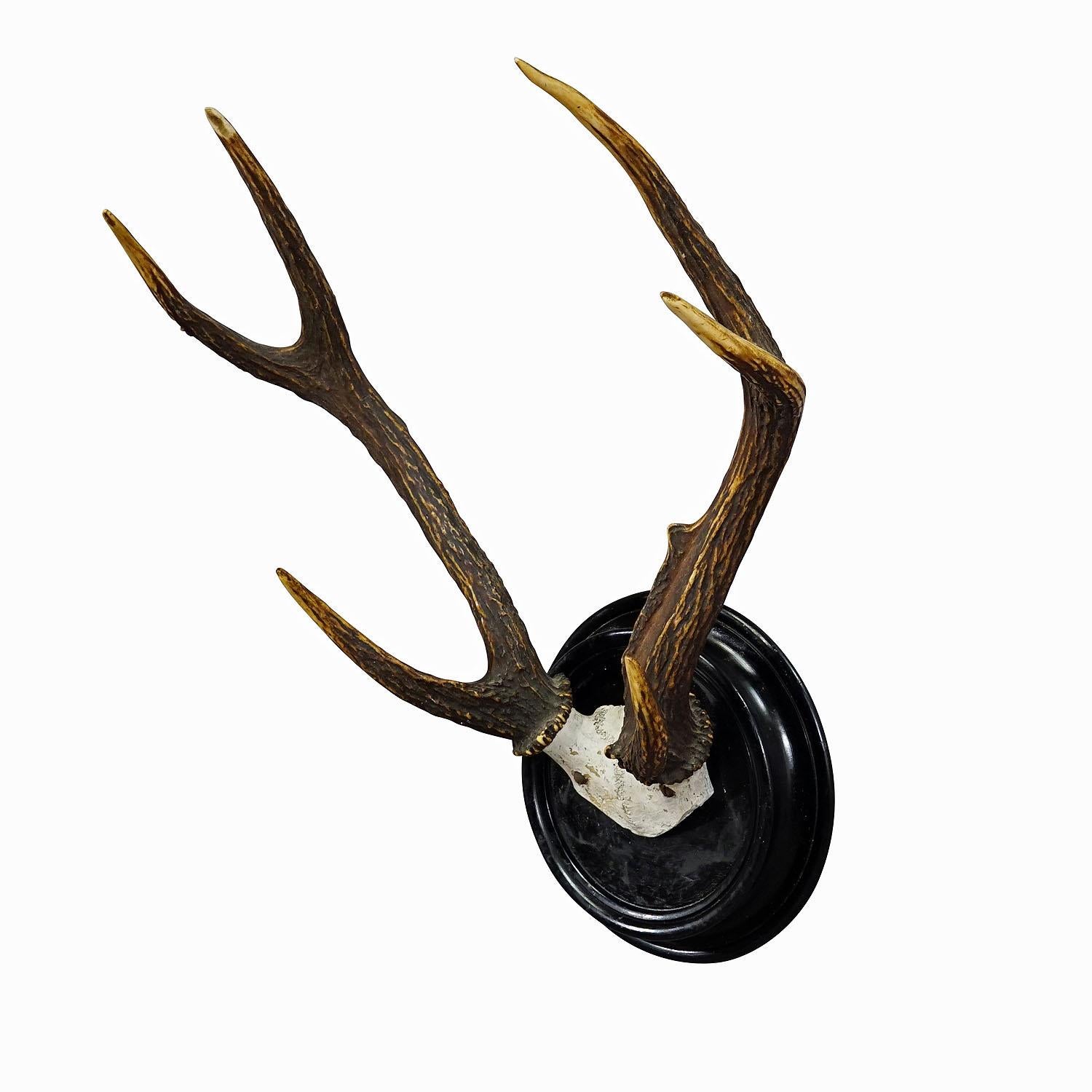 Black Forest Sika Deer Trophy on Wooden Plaque - Germany ca. 1900s
Item e6944
An antique uneven 8 pointer sika deer (Cervus nippon) trophy from the Black Forest. The trophy was shot around 1900. The large antlers are mounted on a turned wooden wall