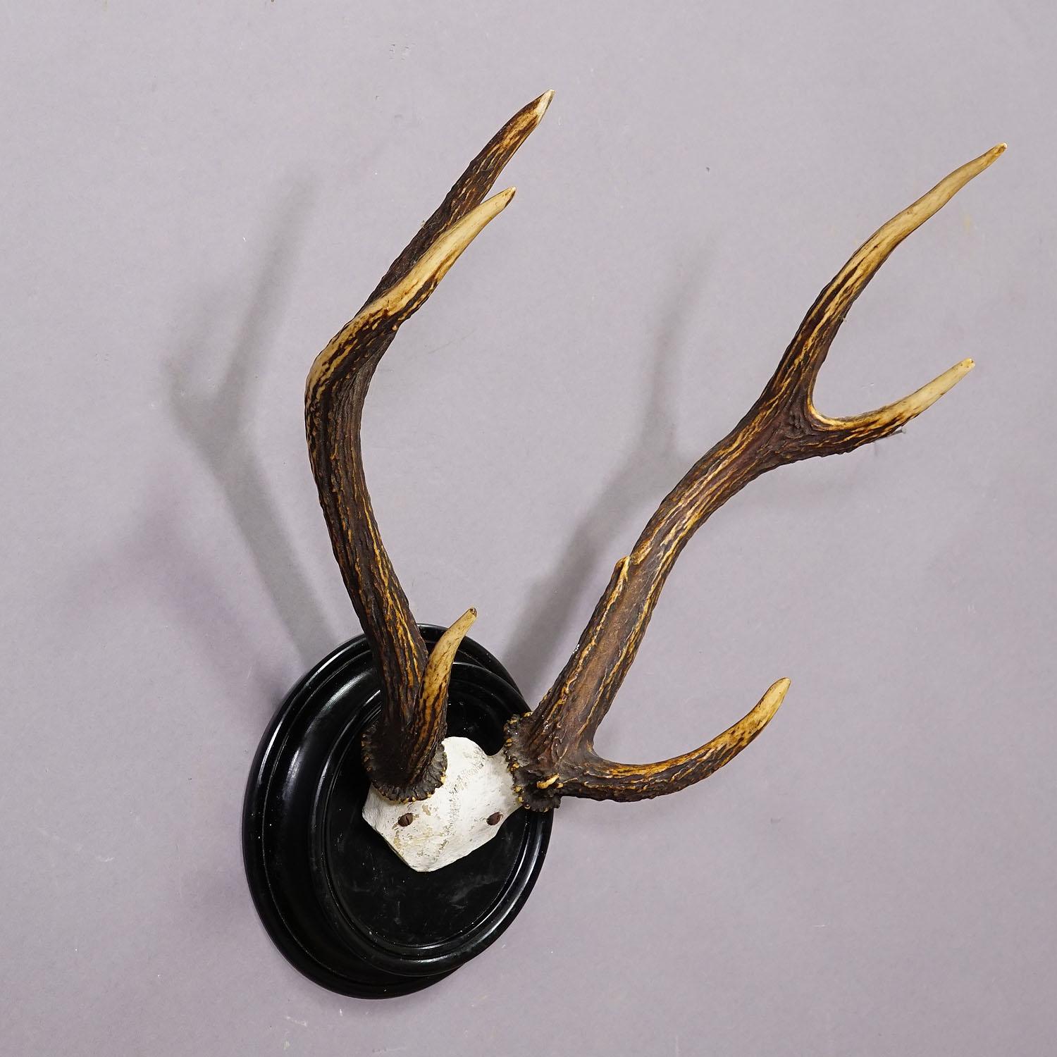 Black Forest Sika Deer Trophy on Wooden Plaque - Germany ca. 1900s In Good Condition For Sale In Berghuelen, DE