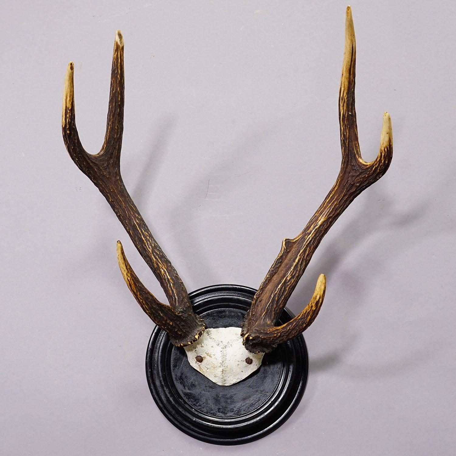 Black Forest Sika Deer Trophy on Wooden Plaque - Germany ca. 1900s In Good Condition In Berghuelen, DE