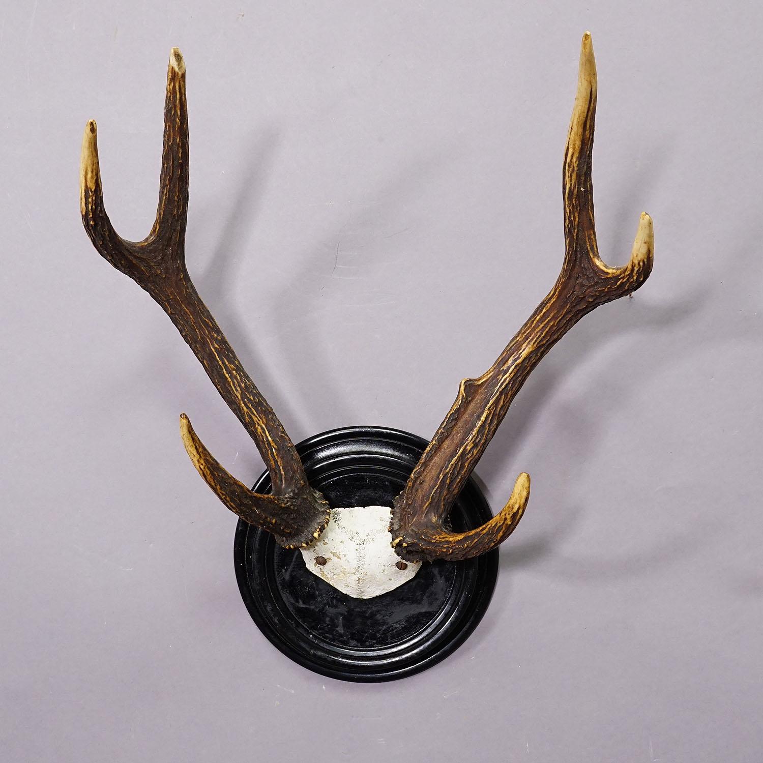 Antler Black Forest Sika Deer Trophy on Wooden Plaque - Germany ca. 1900s For Sale