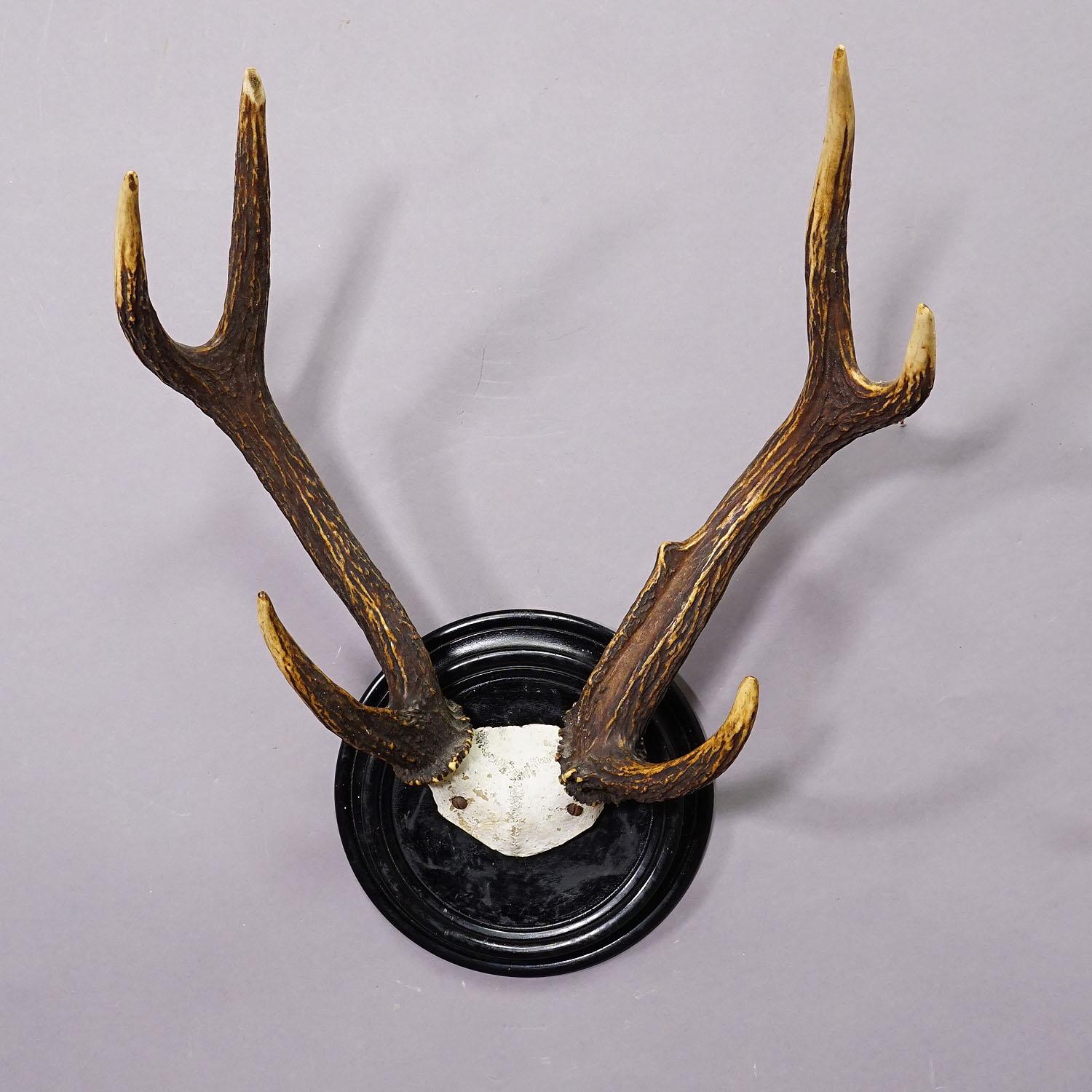 20th Century Black Forest Sika Deer Trophy on Wooden Plaque - Germany ca. 1900s