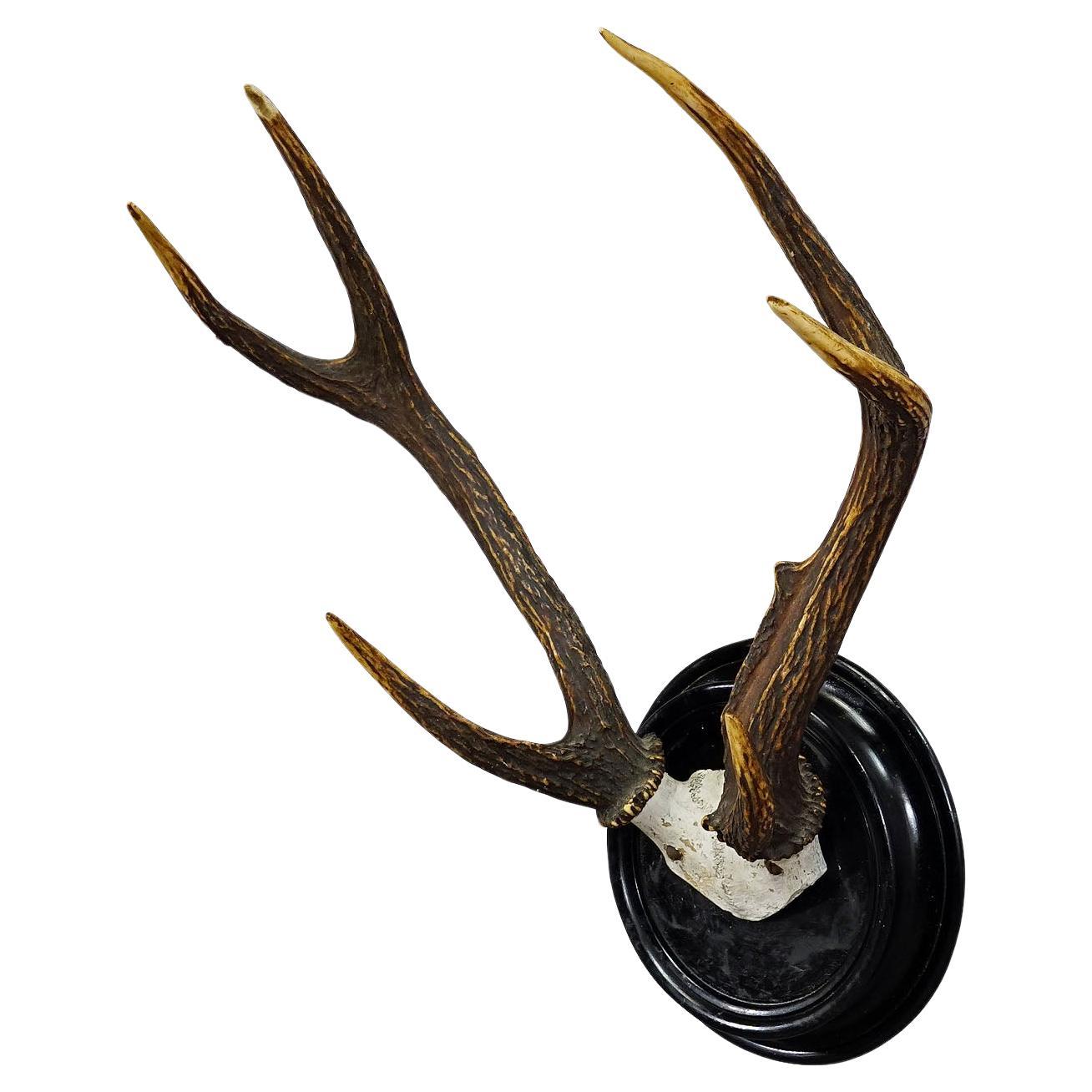 Black Forest Sika Deer Trophy on Wooden Plaque - Germany ca. 1900s For Sale